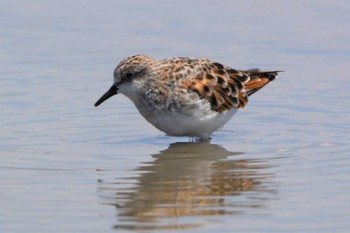 Little Stint 熊本市沖新町 Fri, 4/24/2020