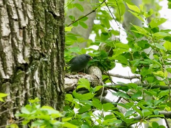 クロジ 秋ヶ瀬公園 2024年4月21日(日)