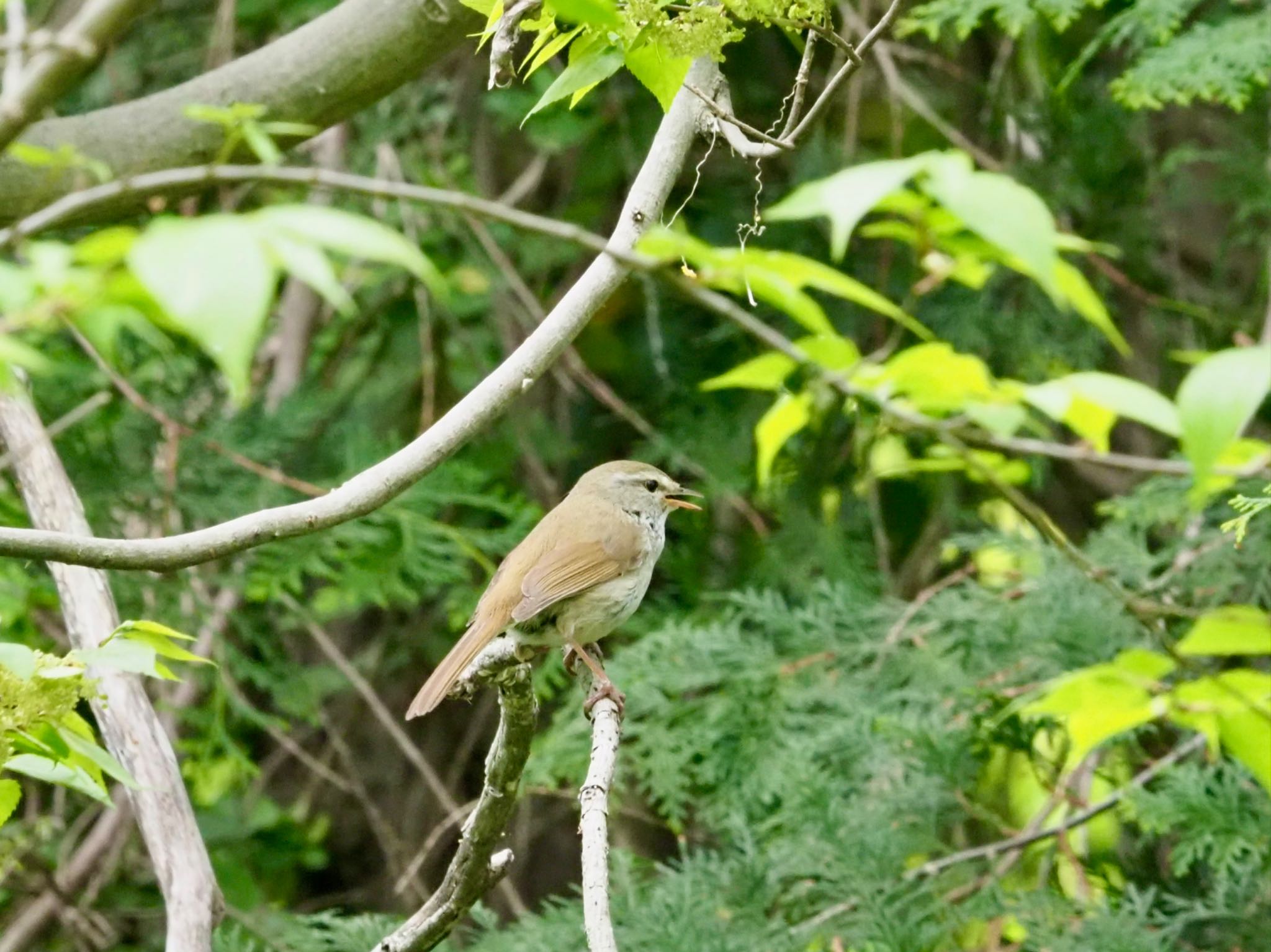 Japanese Bush Warbler