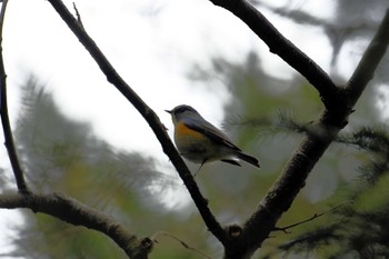 ルリビタキ 札幌モエレ沼公園 2024年4月21日(日)