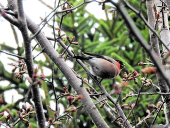 Eurasian Bullfinch 札幌モエレ沼公園 Sun, 4/21/2024