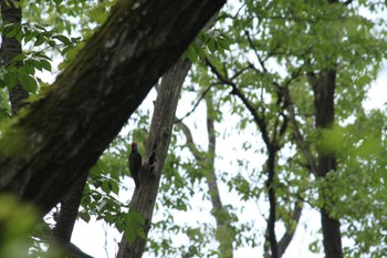 Japanese Green Woodpecker 八王子 Sun, 4/21/2024