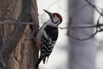 White-backed Woodpecker Asahiyama Memorial Park Mon, 4/8/2024