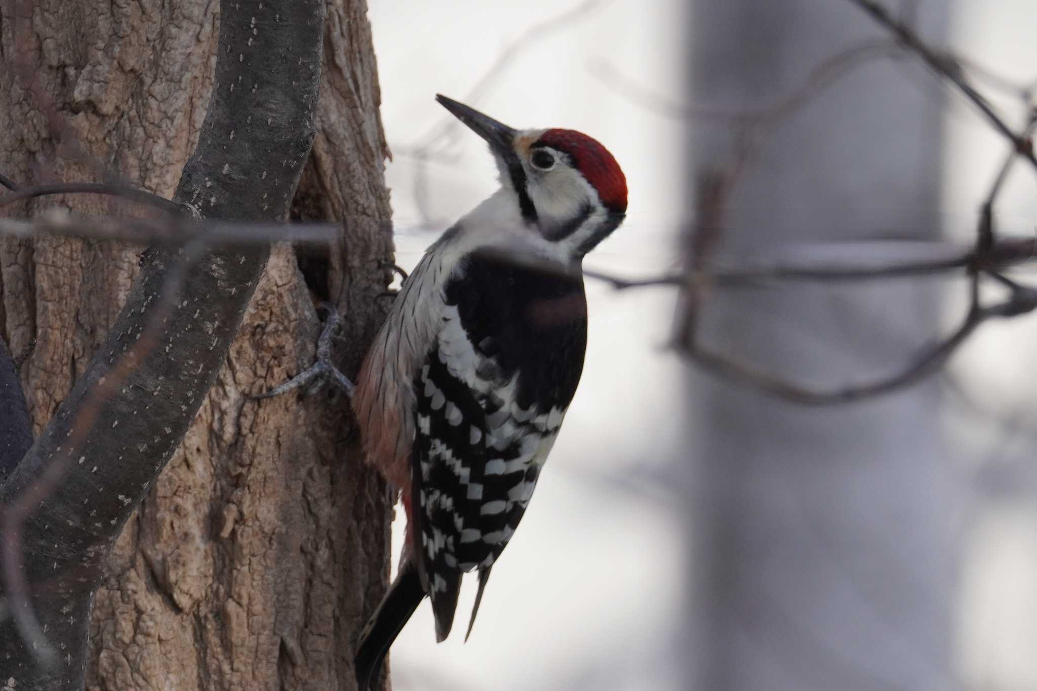 Photo of White-backed Woodpecker at Asahiyama Memorial Park by くまちん