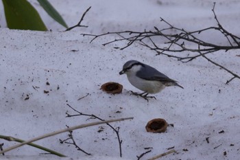 Eurasian Nuthatch(asiatica) Asahiyama Memorial Park Mon, 4/8/2024