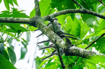 Long-tailed Tit 立田山 Sun, 4/21/2024