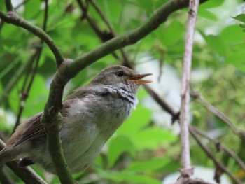 Japanese Bush Warbler Yatoyama Park Sun, 4/21/2024