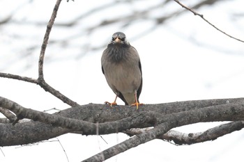 White-cheeked Starling 夙川河川敷緑地(夙川公園) Sun, 3/17/2024