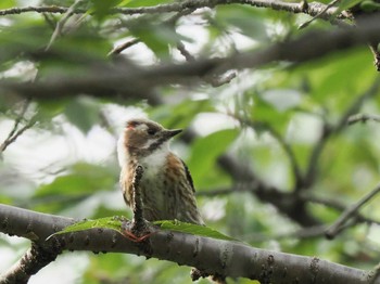 Japanese Pygmy Woodpecker 厚木七沢森林公園 Sat, 4/20/2024