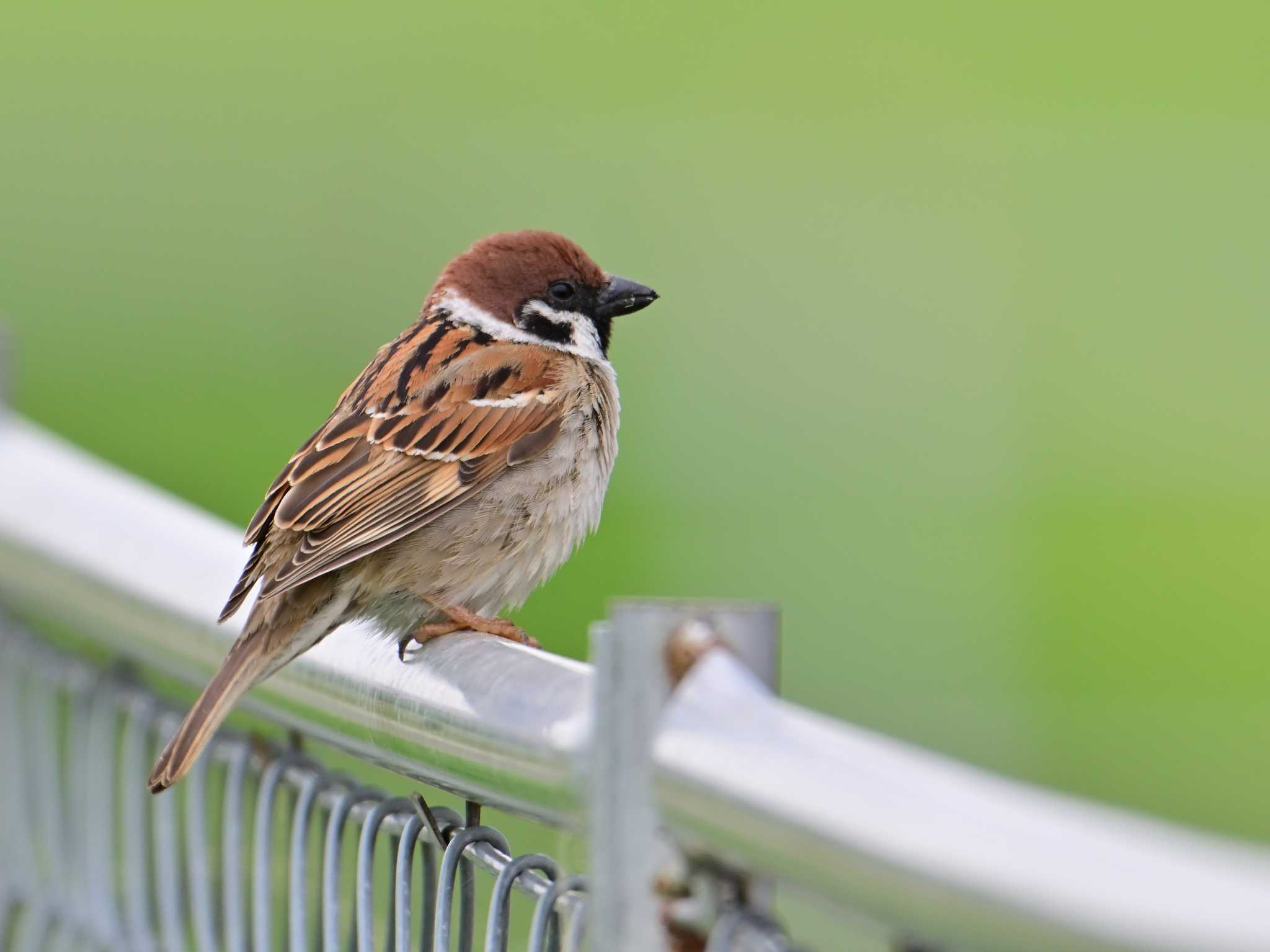 Eurasian Tree Sparrow