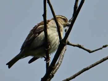 Russet Sparrow 馬見丘陵公園 Sat, 4/20/2024