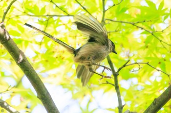 エナガ 小石川植物園 2024年4月14日(日)