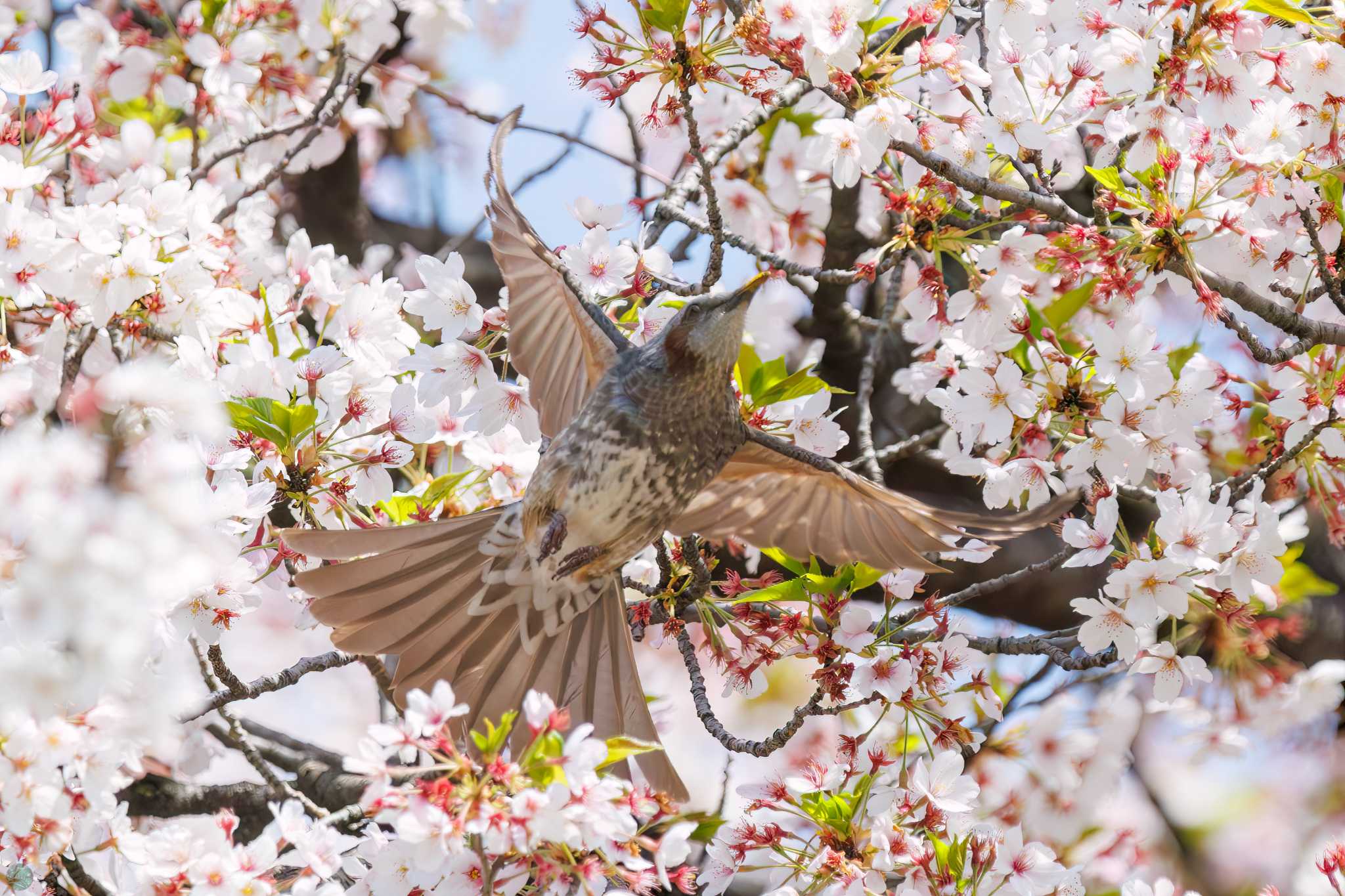 Photo of Brown-eared Bulbul at Koishikawa Botanic Garden by d3_plus