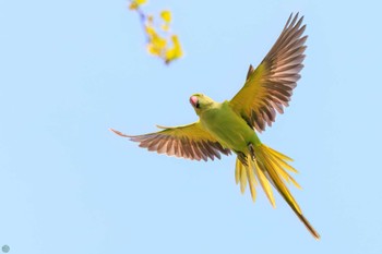 ワカケホンセイインコ 小石川植物園 2024年4月14日(日)