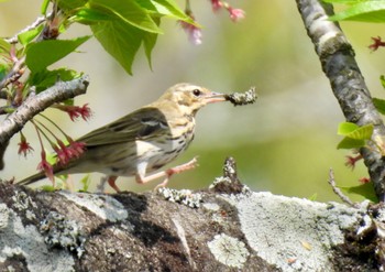 Olive-backed Pipit 岐阜県養老郡 Sun, 4/14/2024