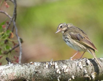 Olive-backed Pipit 岐阜県養老郡 Sun, 4/14/2024