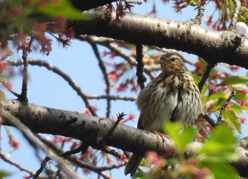 Olive-backed Pipit 岐阜県養老郡 Sun, 4/14/2024