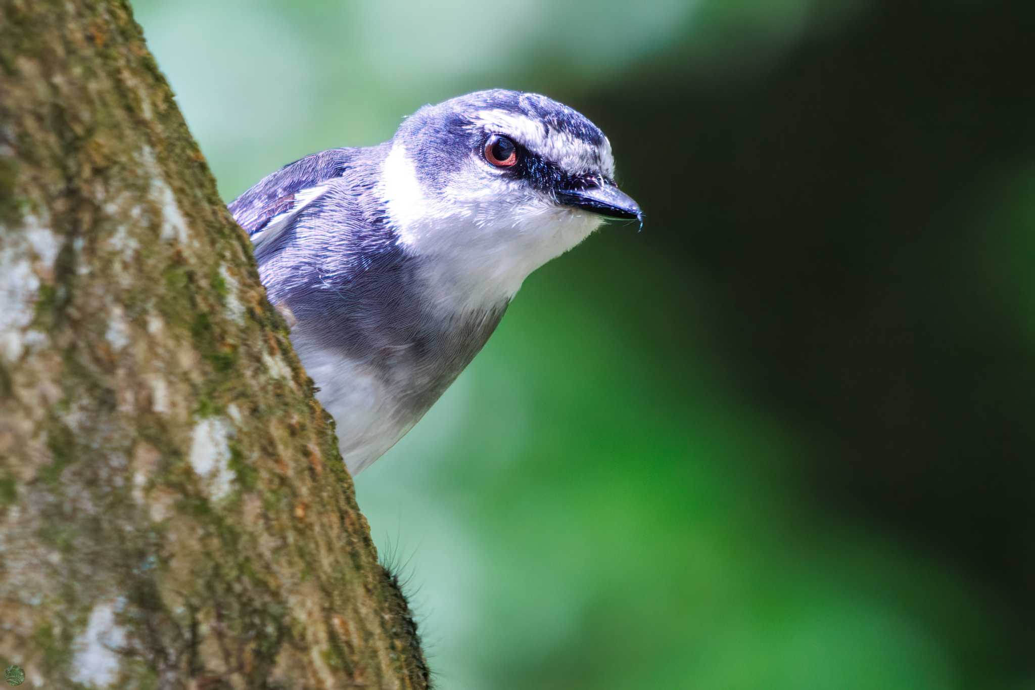 Photo of Ryukyu Minivet at Hayatogawa Forest Road by d3_plus