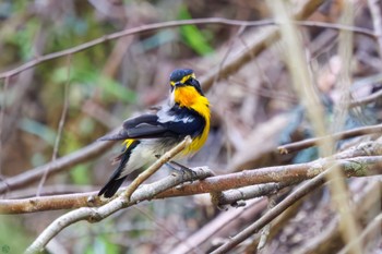 Narcissus Flycatcher Hayatogawa Forest Road Sat, 4/20/2024