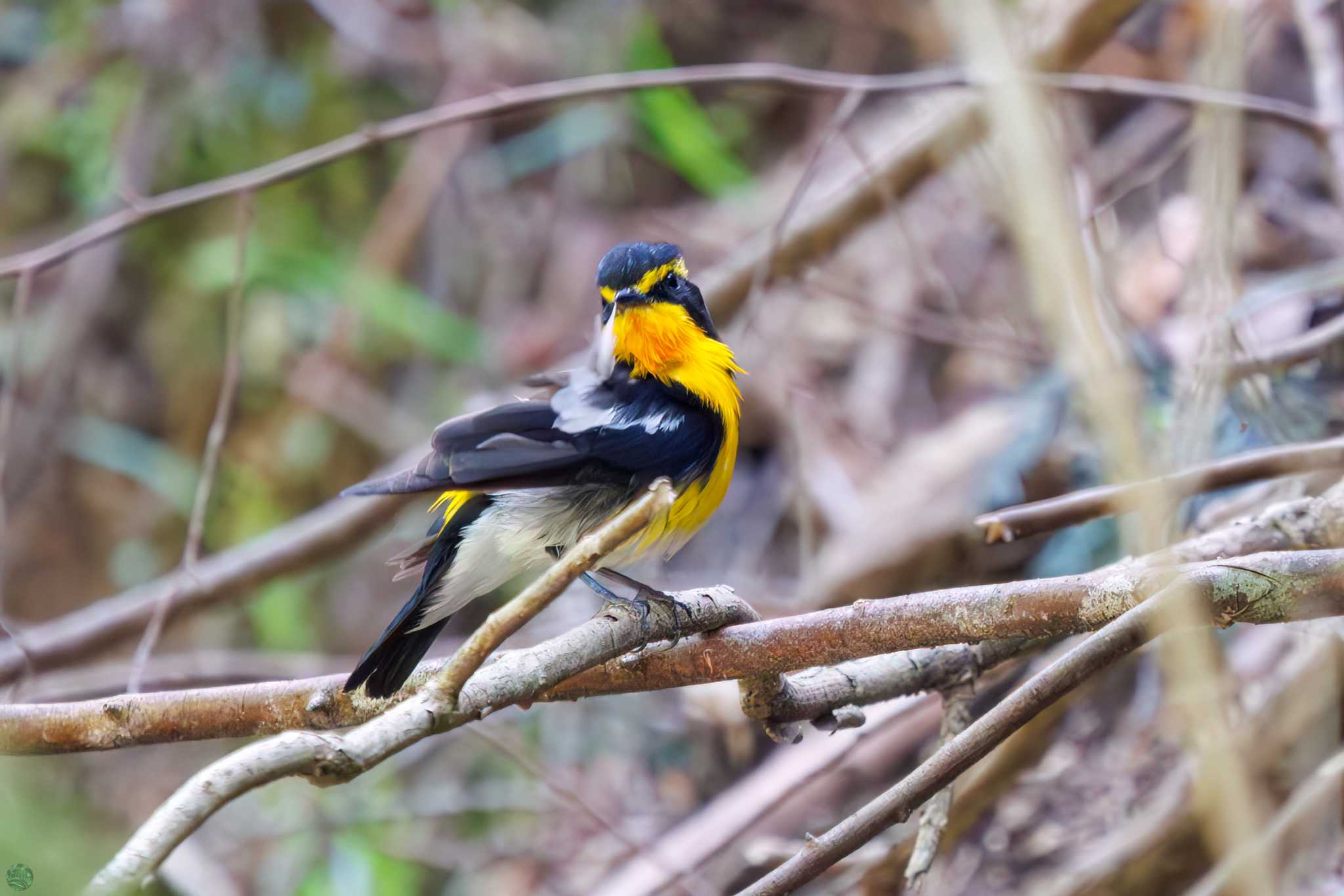 Photo of Narcissus Flycatcher at Hayatogawa Forest Road by d3_plus