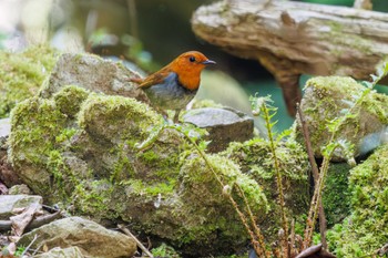 Japanese Robin Hayatogawa Forest Road Sat, 4/20/2024