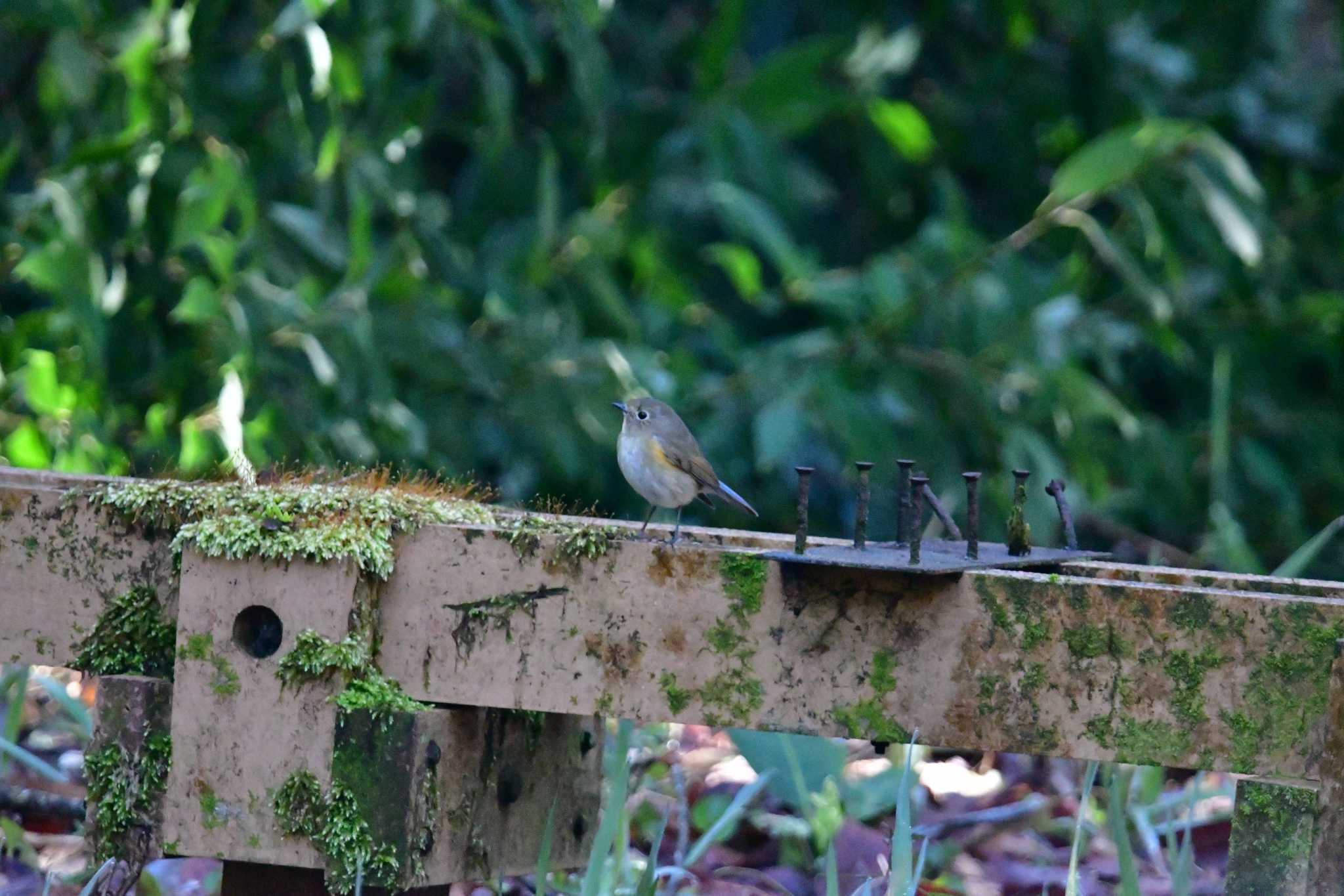 Photo of Red-flanked Bluetail at Kodomo Shizen Park by seigo0814