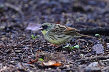 Masked Bunting Kodomo Shizen Park Sat, 3/30/2024