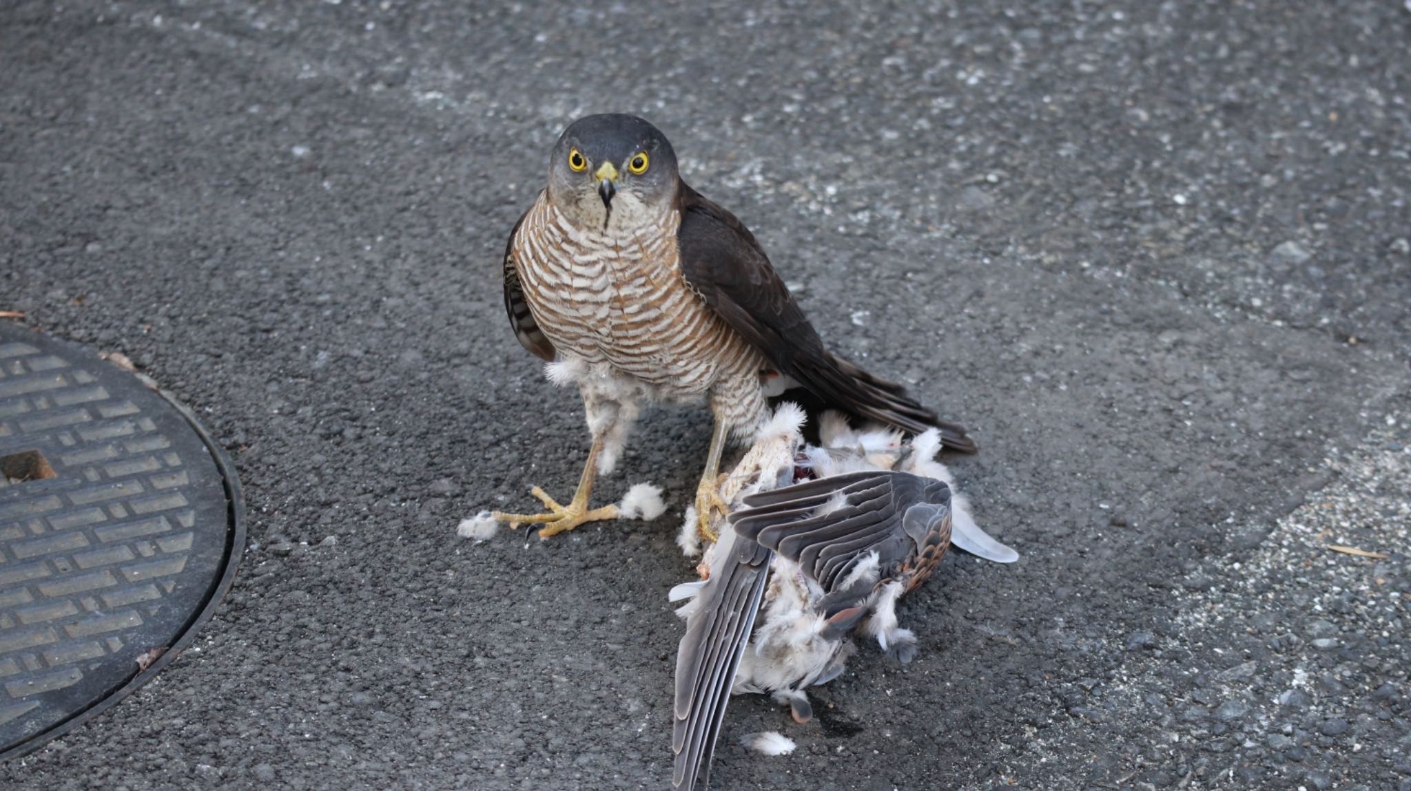 Japanese Sparrowhawk