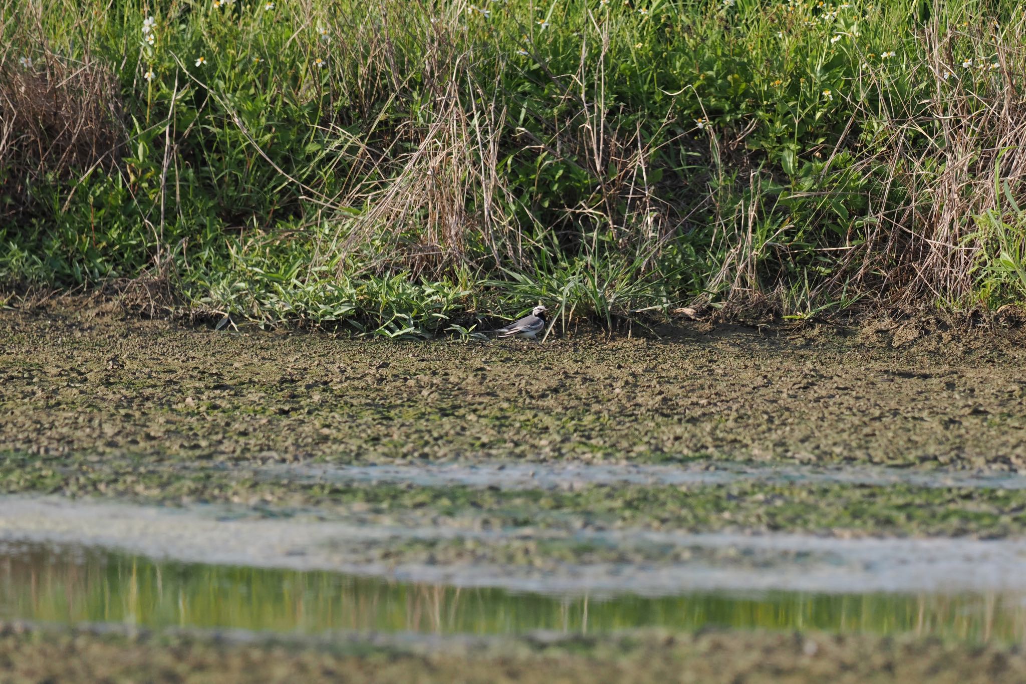 Photo of White Wagtail(ocularis) at  by エナガ好き