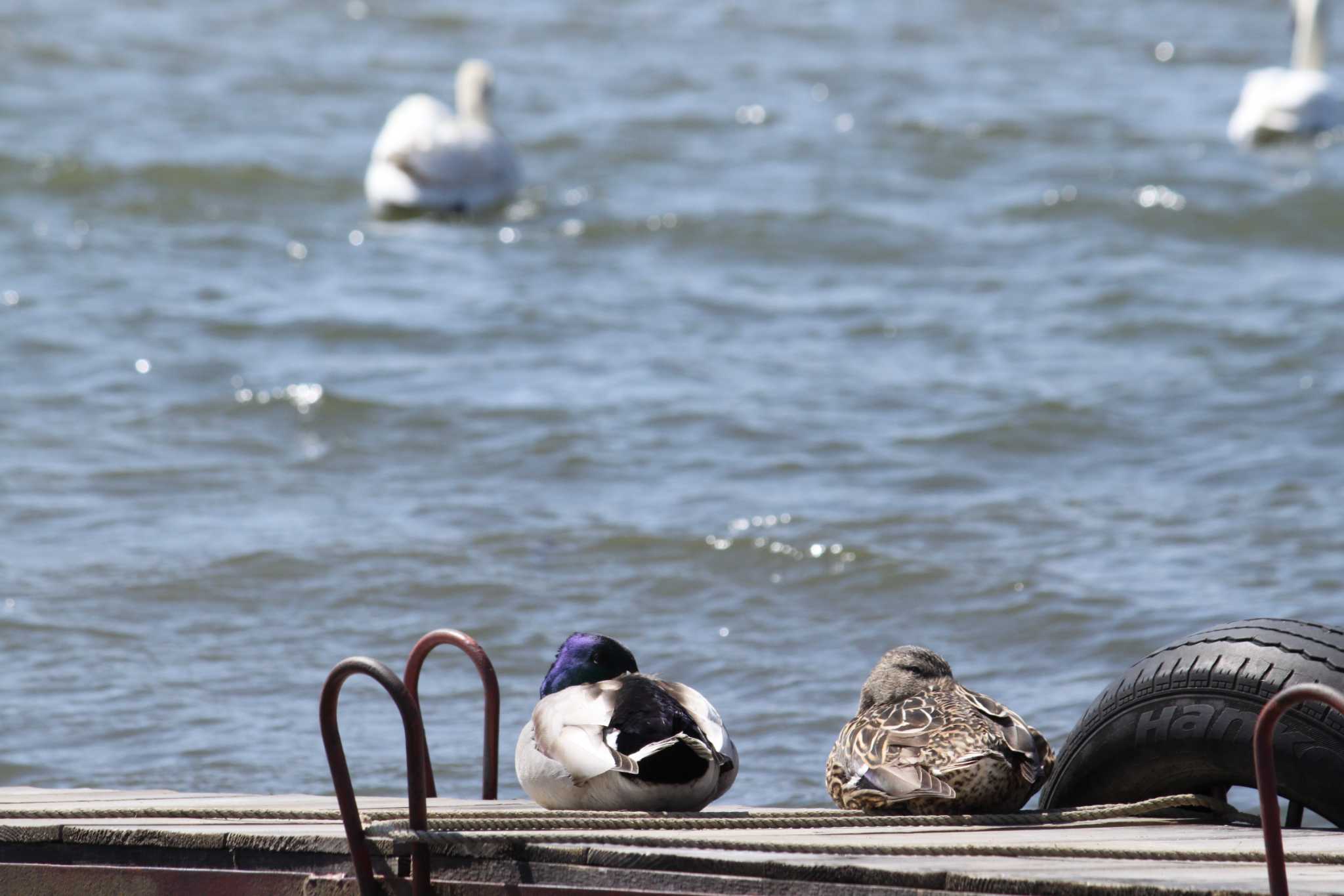 Photo of Mallard at Yamanakako Lake by Kazu N