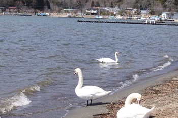 Whooper Swan Yamanakako Lake Sun, 3/31/2024