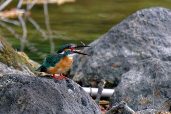 Common Kingfisher 近所 Sun, 4/21/2024