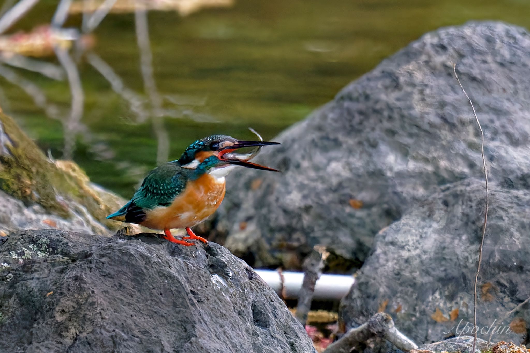 Photo of Common Kingfisher at 近所 by アポちん