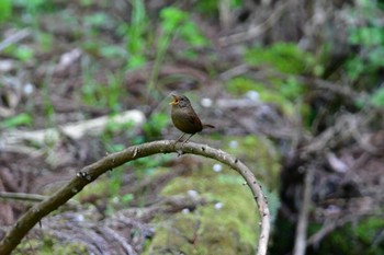 Eurasian Wren 日向渓谷 Sat, 4/20/2024