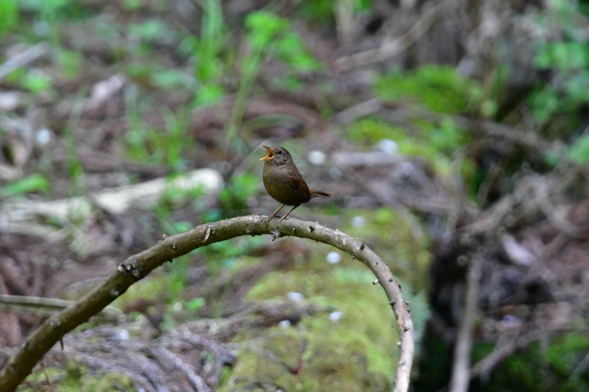 Photo of Eurasian Wren at 日向渓谷 by seigo0814