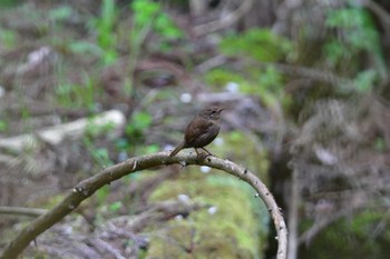 Eurasian Wren 日向渓谷 Sat, 4/20/2024