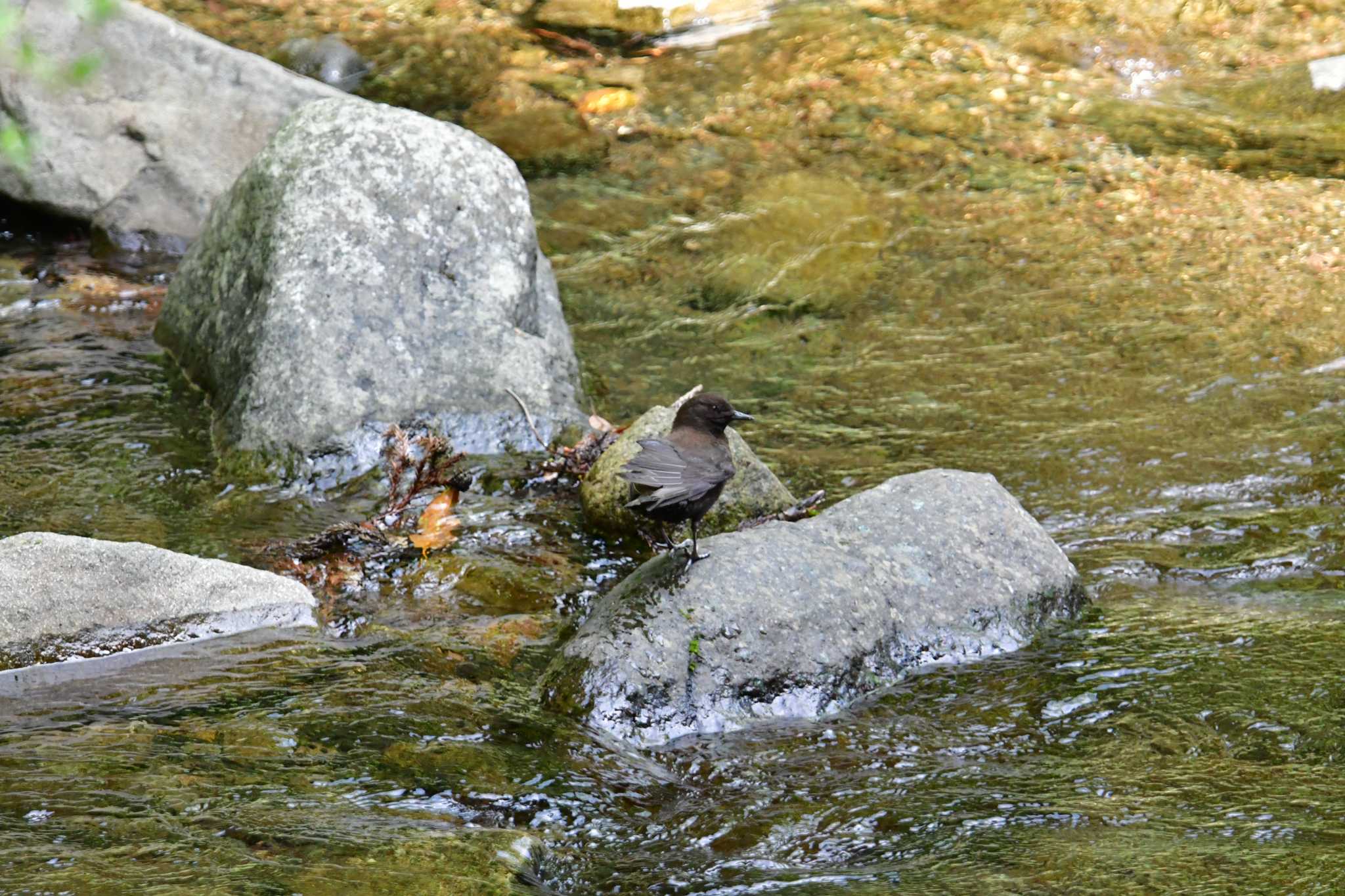 Photo of Brown Dipper at 日向渓谷 by seigo0814