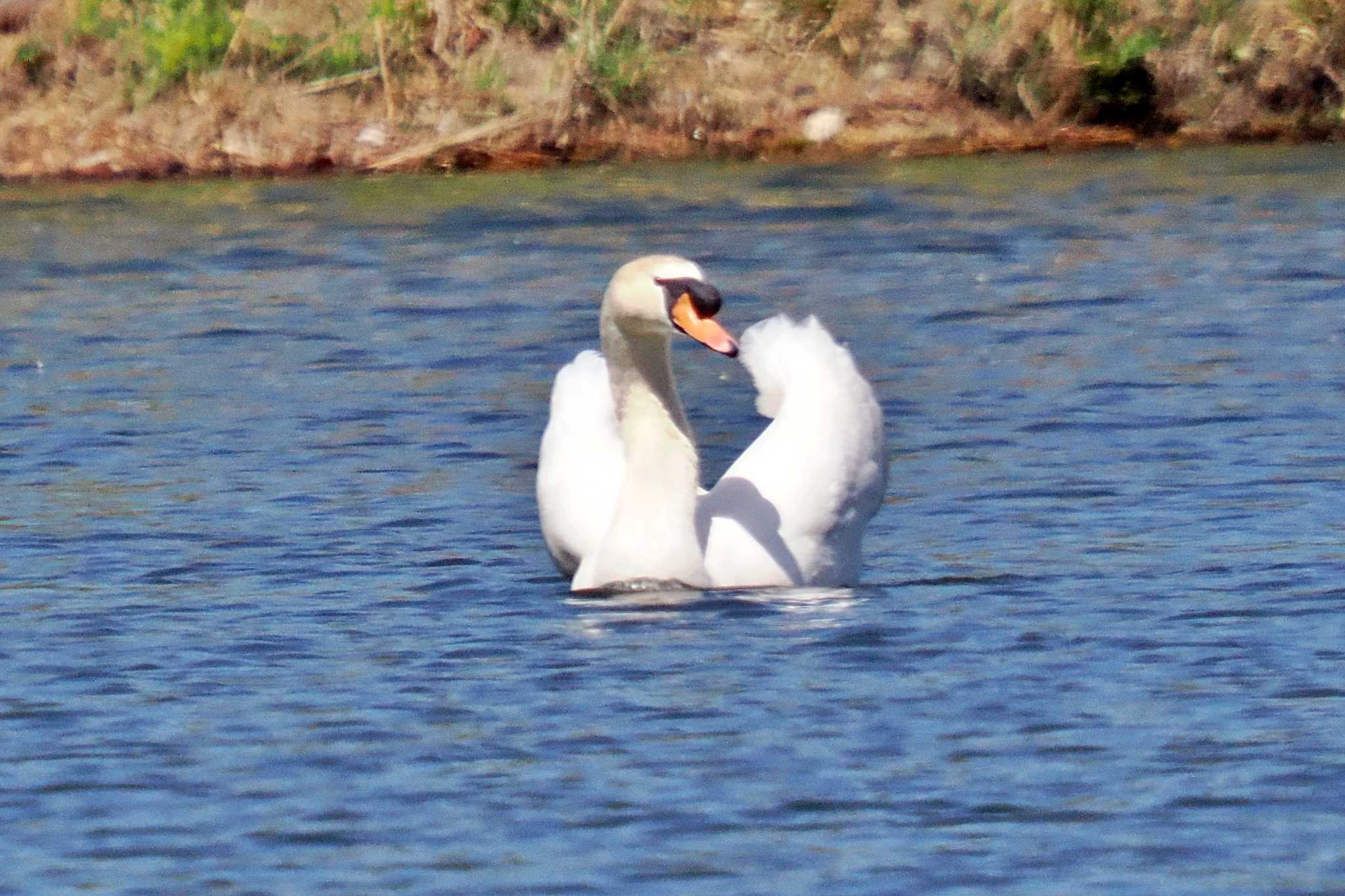 Photo of Mute Swan at 深山公園 by 藤原奏冥