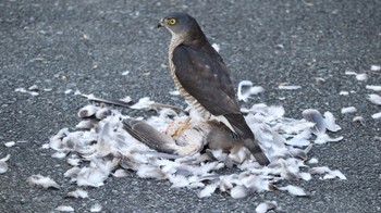 Japanese Sparrowhawk 武蔵野市 Sat, 12/29/2018