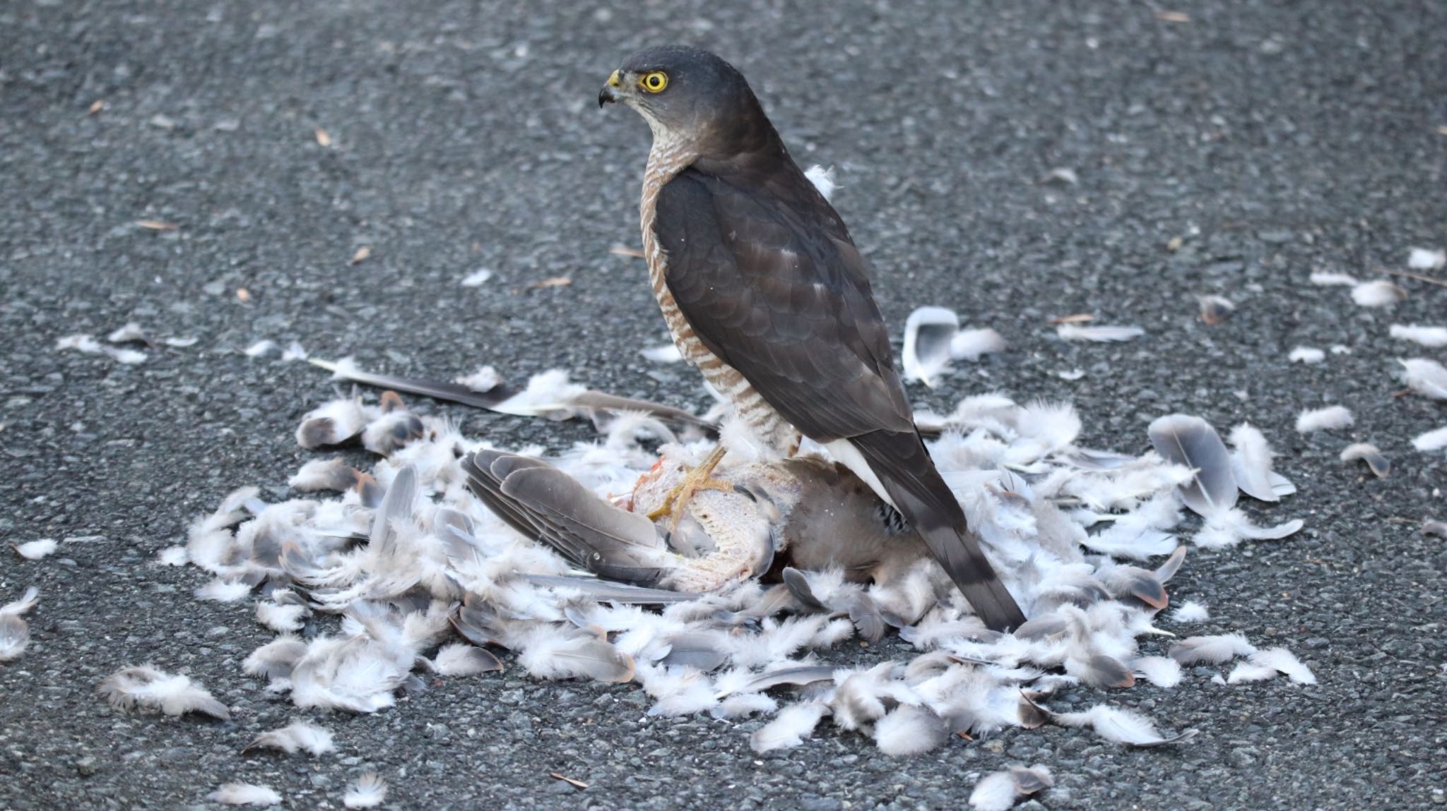 Japanese Sparrowhawk