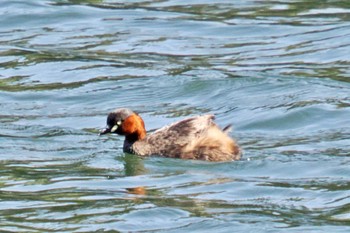 Little Grebe 深山公園 Fri, 4/19/2024