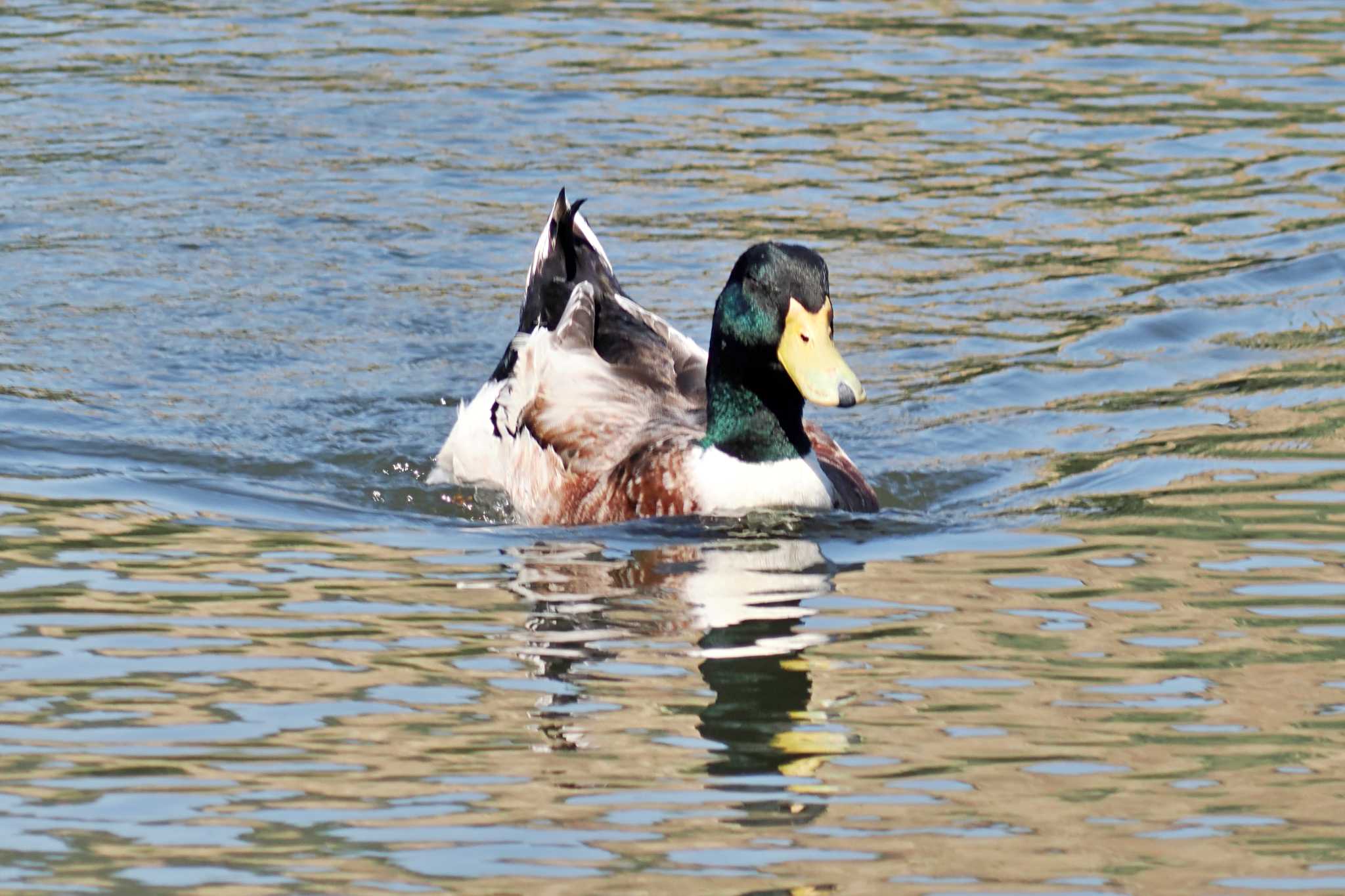 Photo of Mallard at 深山公園 by 藤原奏冥