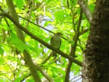 Asian Brown Flycatcher 厚木七沢森林公園 Sat, 4/20/2024