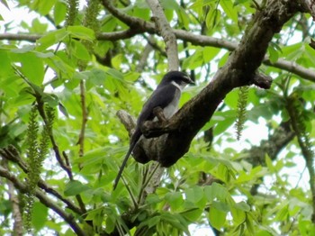 Ryukyu Minivet 厚木七沢森林公園 Sat, 4/20/2024