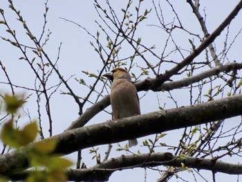 Hawfinch 厚木七沢森林公園 Sat, 4/20/2024