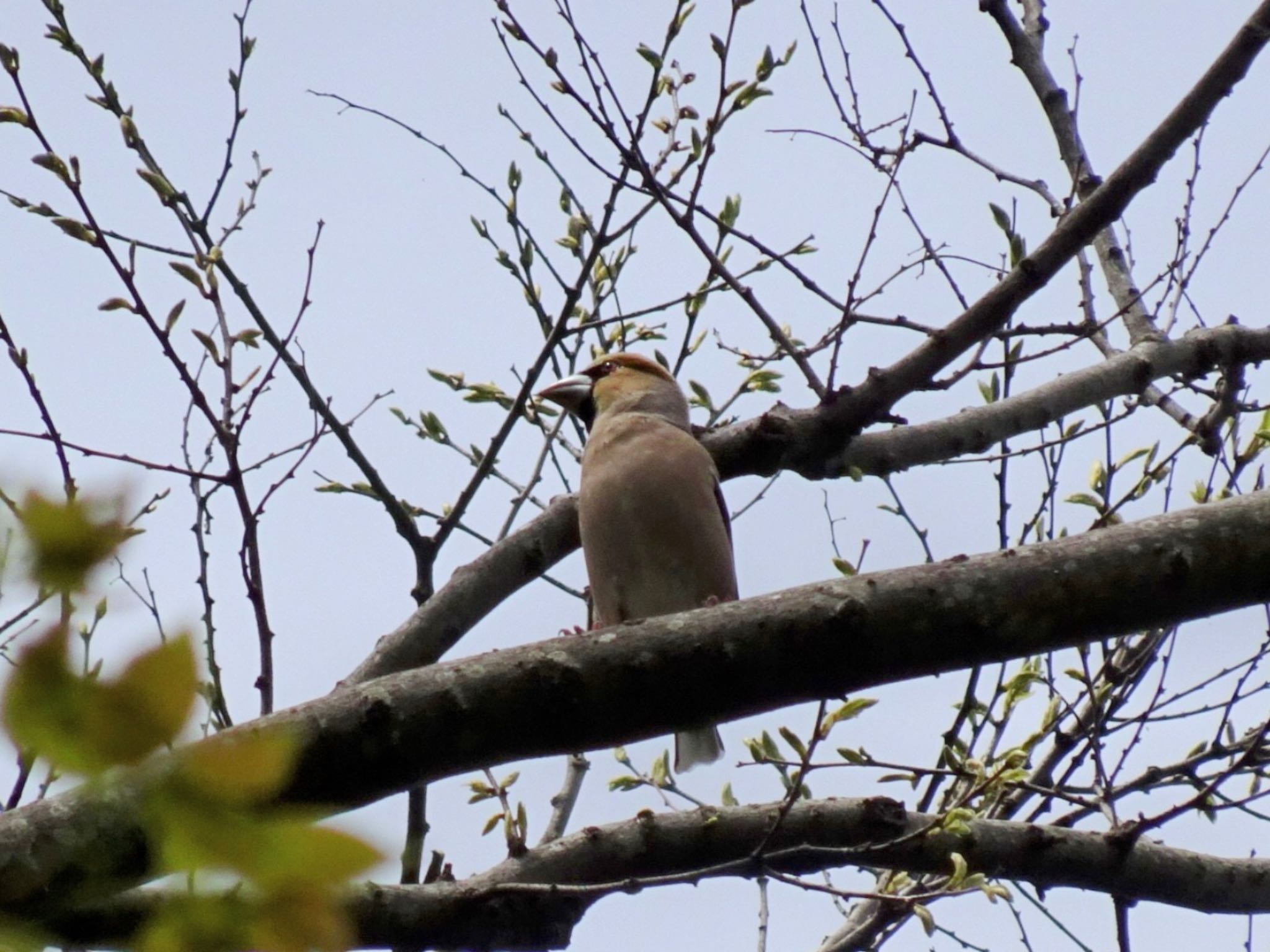 Photo of Hawfinch at 厚木七沢森林公園 by ts04