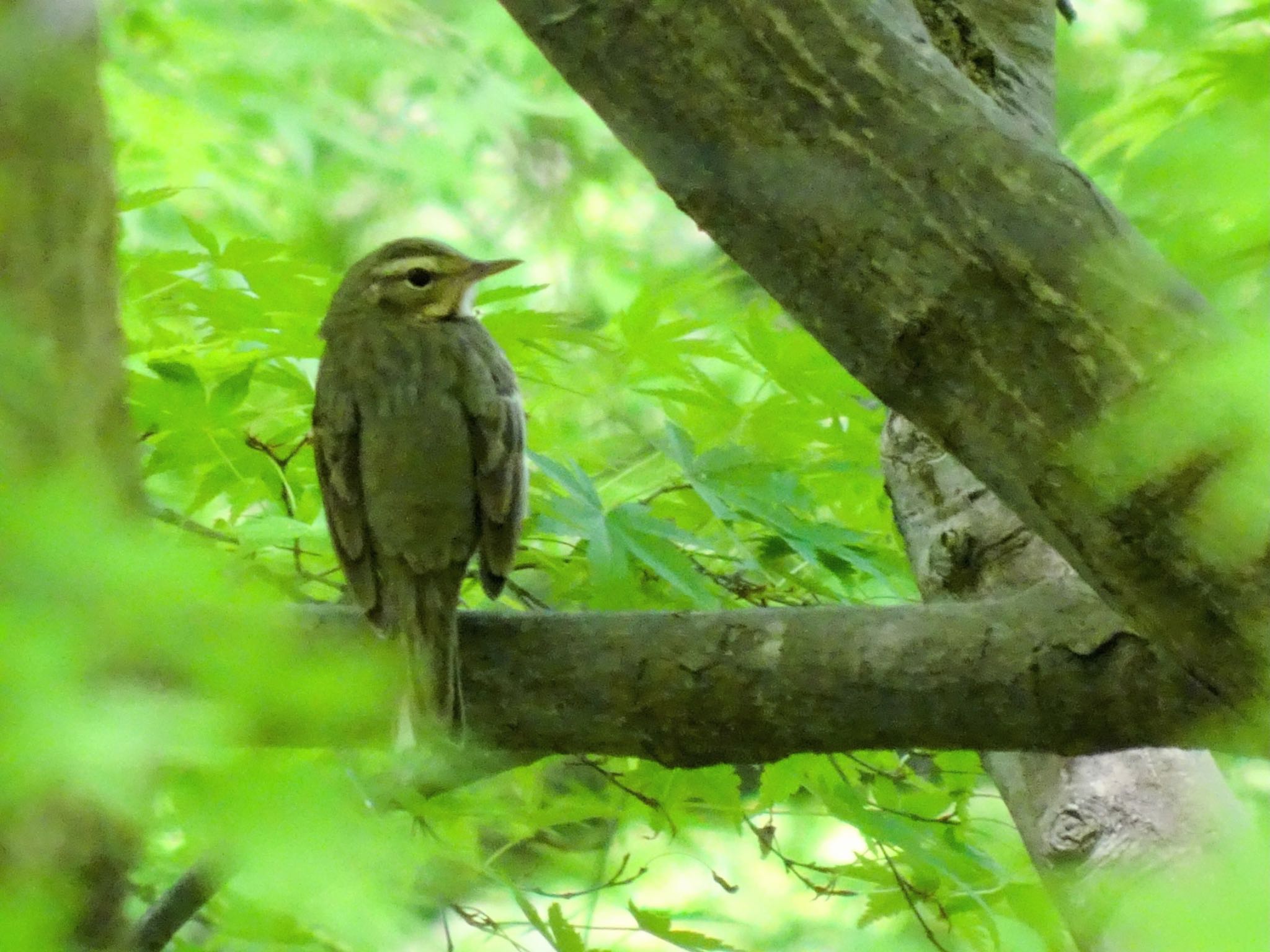 Olive-backed Pipit