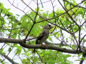 Japanese Grosbeak 厚木七沢森林公園 Sat, 4/20/2024