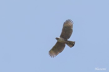 Mountain Hawk-Eagle 神奈川 Sat, 4/20/2024