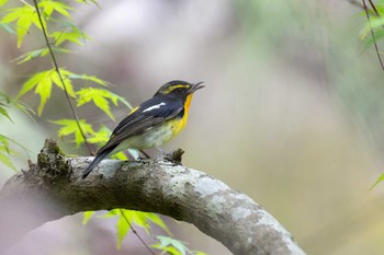 Narcissus Flycatcher Hayatogawa Forest Road Sun, 4/21/2024